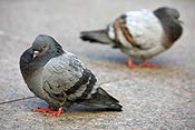 Nuisance pidgeons? we can help